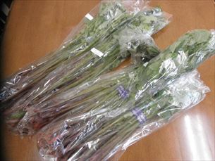 歌体操